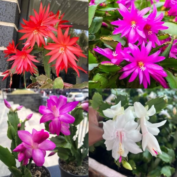 Christmas Cactus Combo