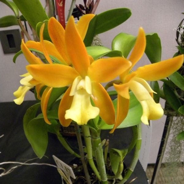 Ctt. Chocolate Drop 'Chiffon Yellow' - Image 3