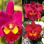 Image of Red Cattleya Orchid Combo