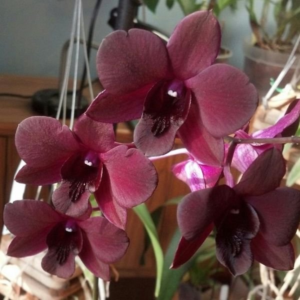 Dendrobium Airy Crimson - Image 7
