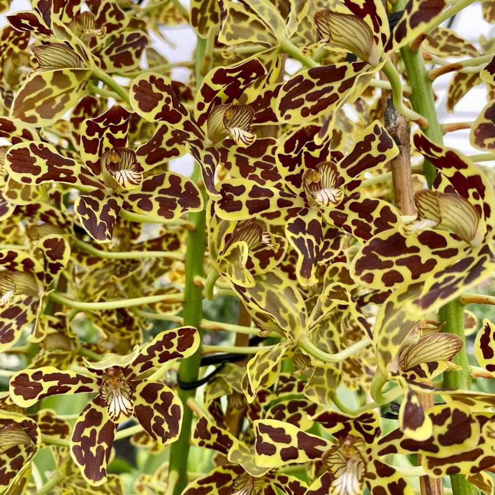 Grammatophyllum Brown Orchid - Image 5