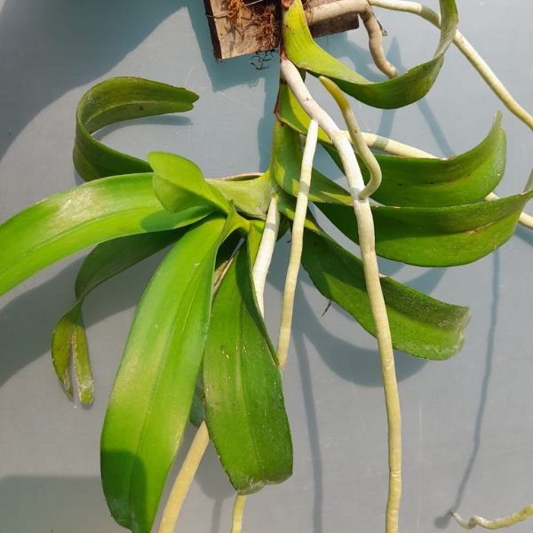 Aerides Odorata Orchid - Image 6