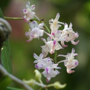 Image of aerides odorata