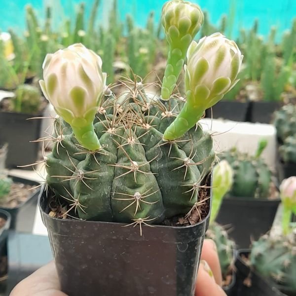 Gymnocalycium baldianum