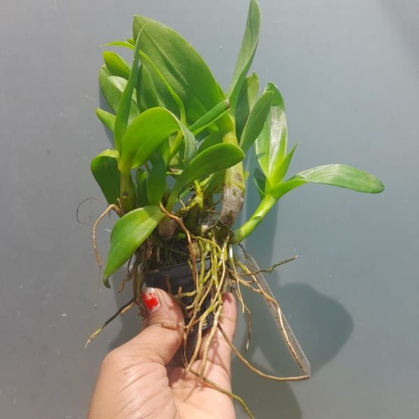 Image of Dendrobium Red Butterfly | Medium