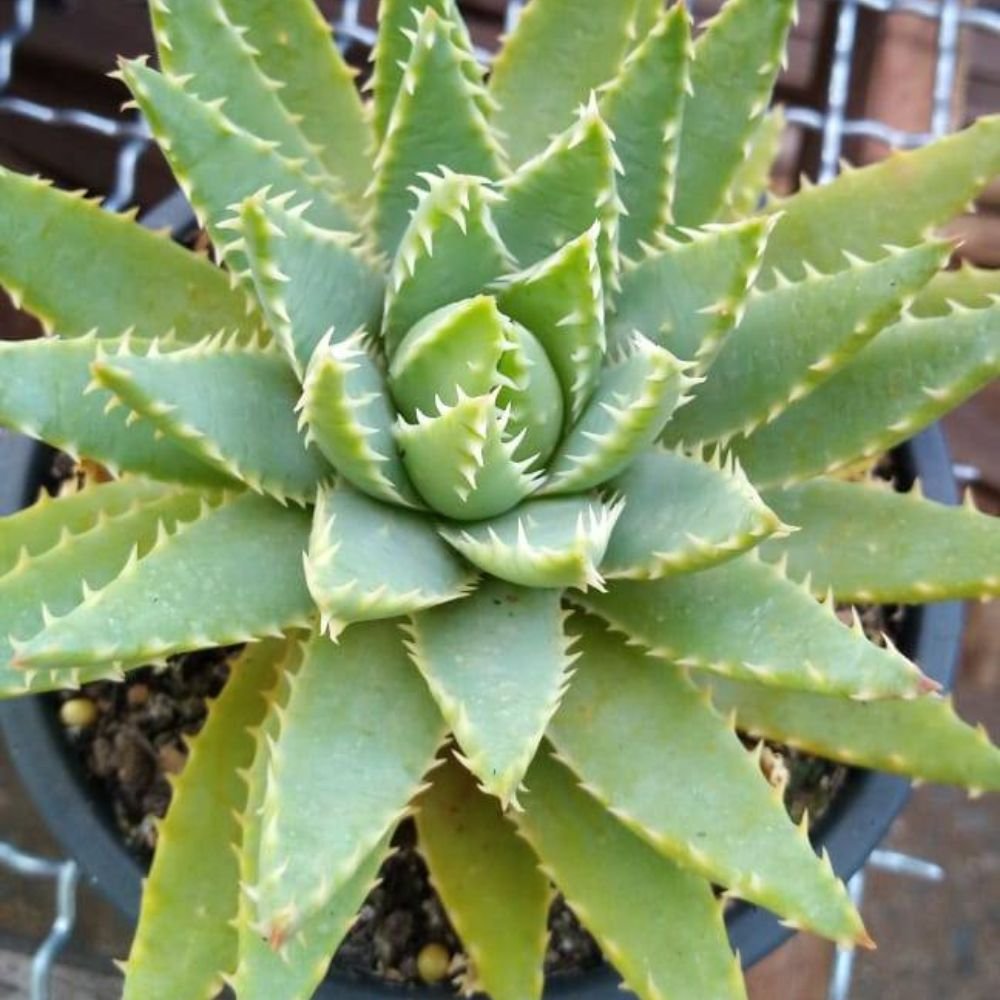 Aloe Brevifolia - Image 4