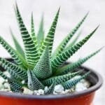 Image of Haworthia Fasciata