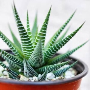 Image of Haworthia Fasciata