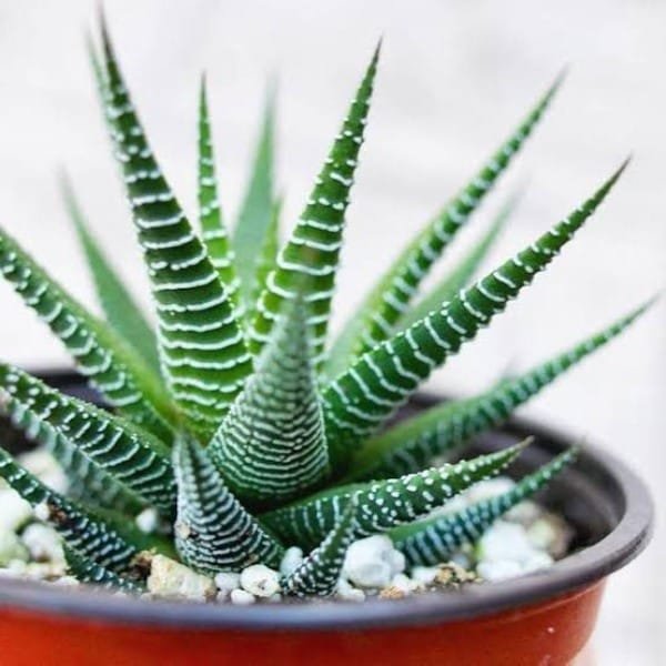 Image of Haworthia Fasciata