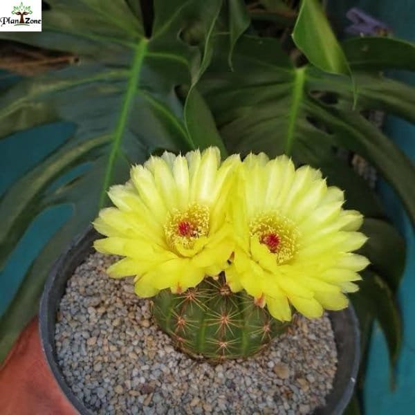 Indiana Head Cactus (Parodia ottonis)