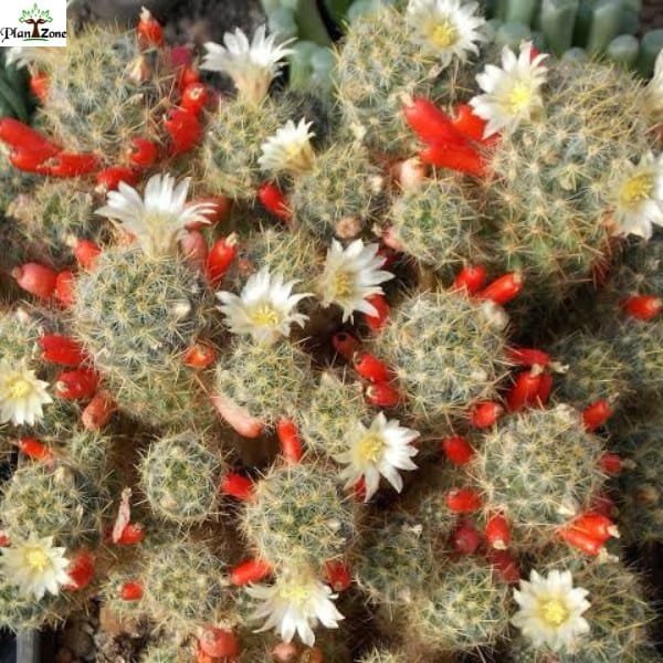 Image of Mammillaria Prolifera Black Spine Cactus