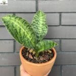 Sansevieria Dracaena Masoniana Snake Plant (Indoor Plant)