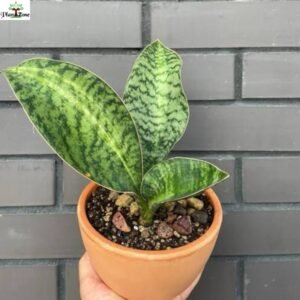 Image of Sansevieria Dracaena Masoniana Snake Plant