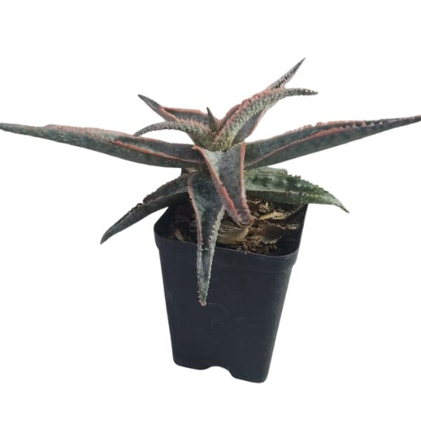 Aloe Bright Star - Image 5