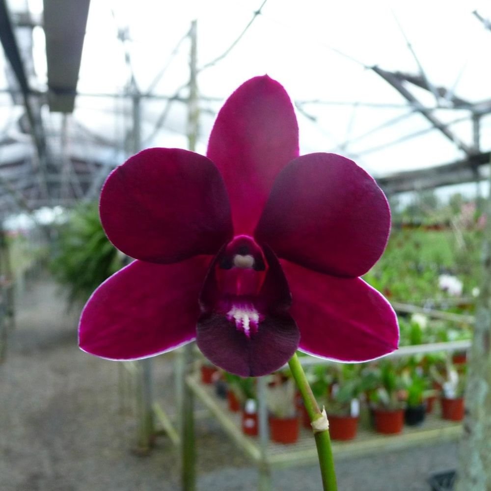 Dendrobium Red Dragon Orchid - Image 6
