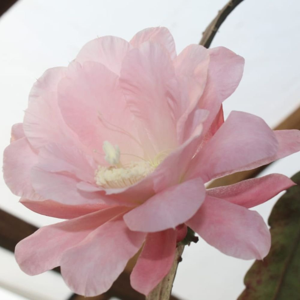 BrahmaKamal | Epiphyllum Prince's Linda - Image 3