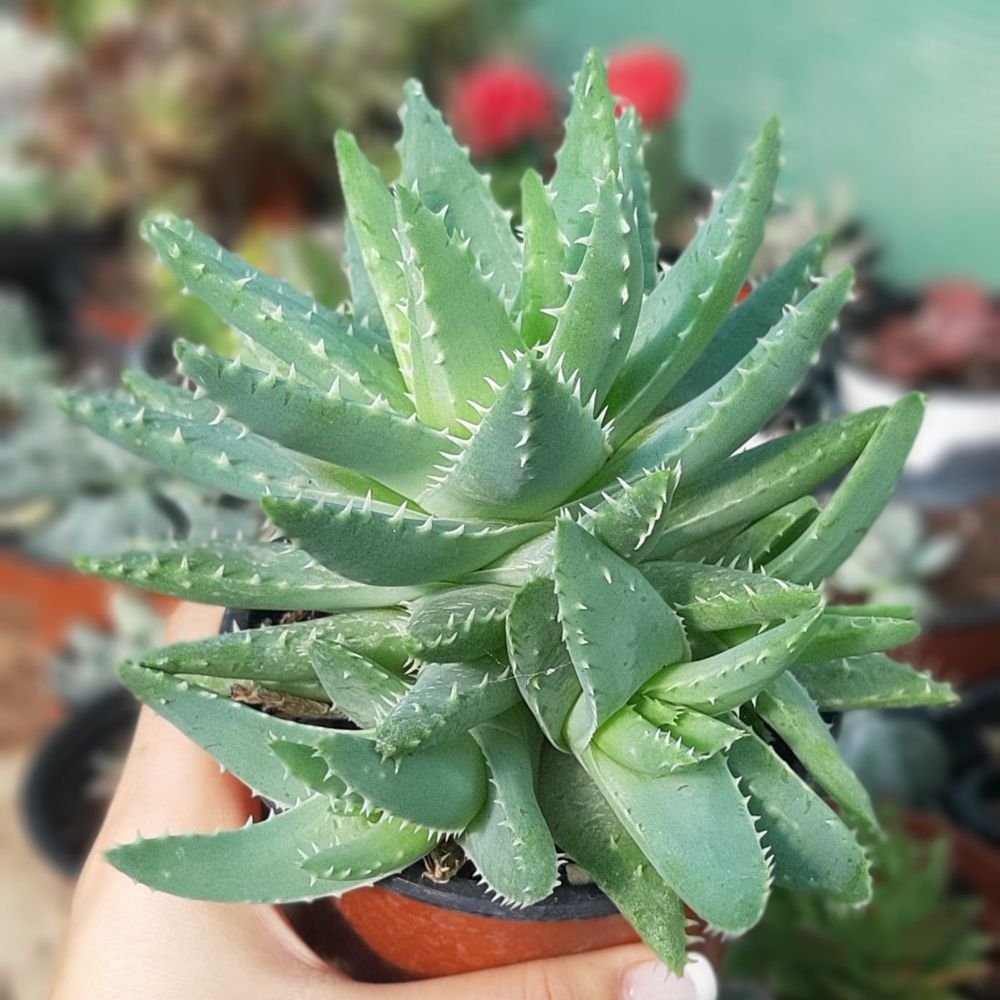 Aloe Brevifolia