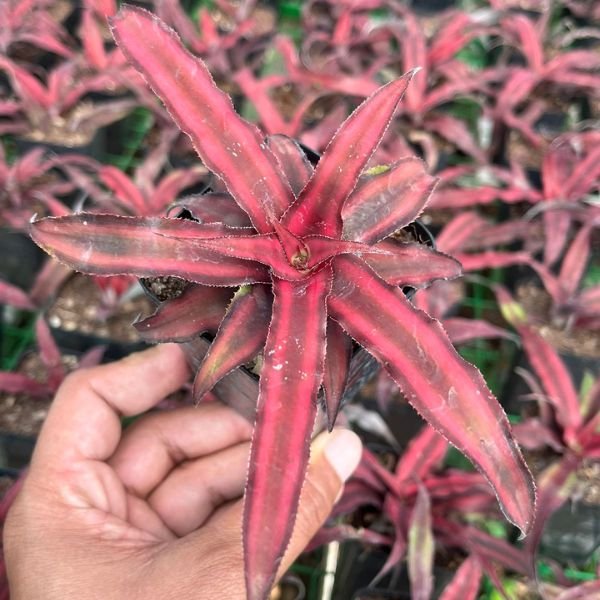 Cryptanthus Combo 1 - Image 4