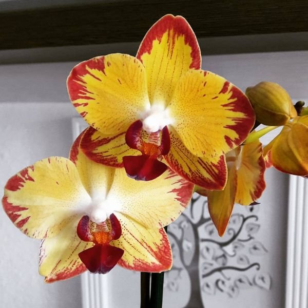 Image of Phalaenopsis Papagayo Orchid