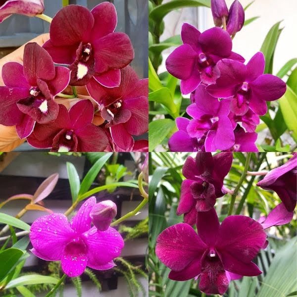 Red Dendrobium Orchid Combo - Plantzone