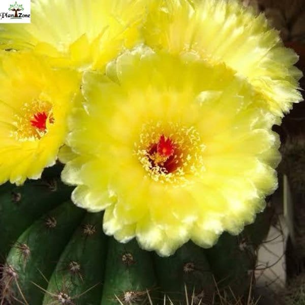 image of Indiana Head Cactus (Parodia ottonis)