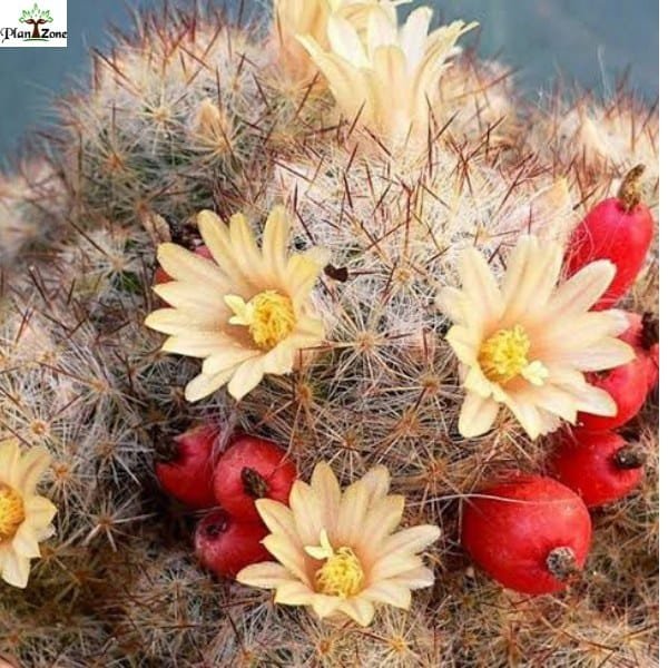 Image of Mammillaria Prolifera Black Spine Cactus