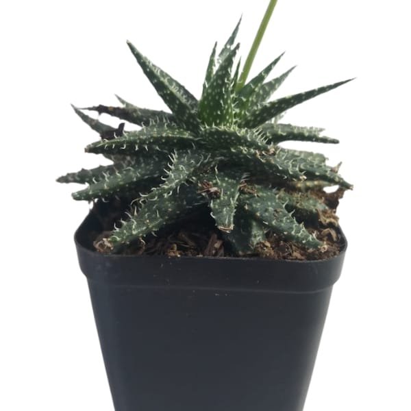 Aloe Aristata - Image 3