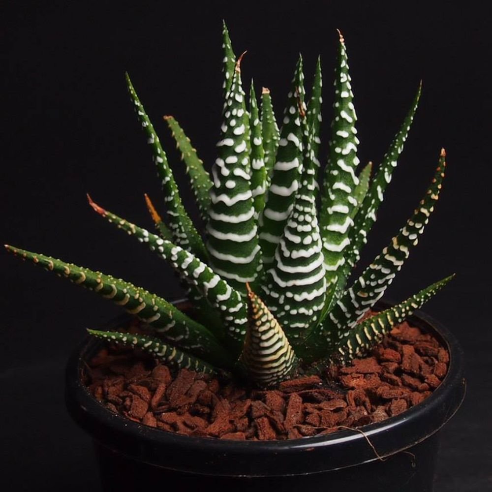 Haworthia Fasciata - Image 4