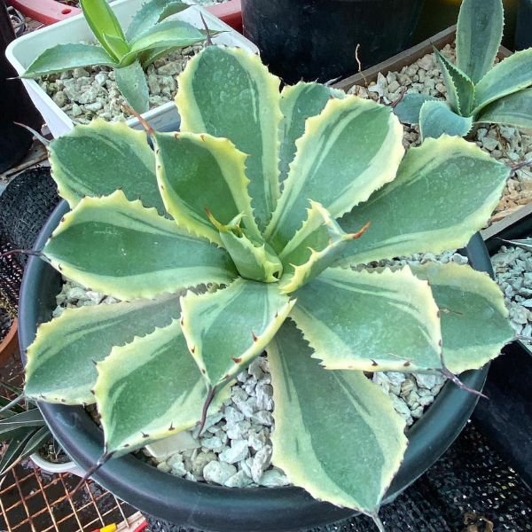 Image of Agave Potatorum Treadwinds