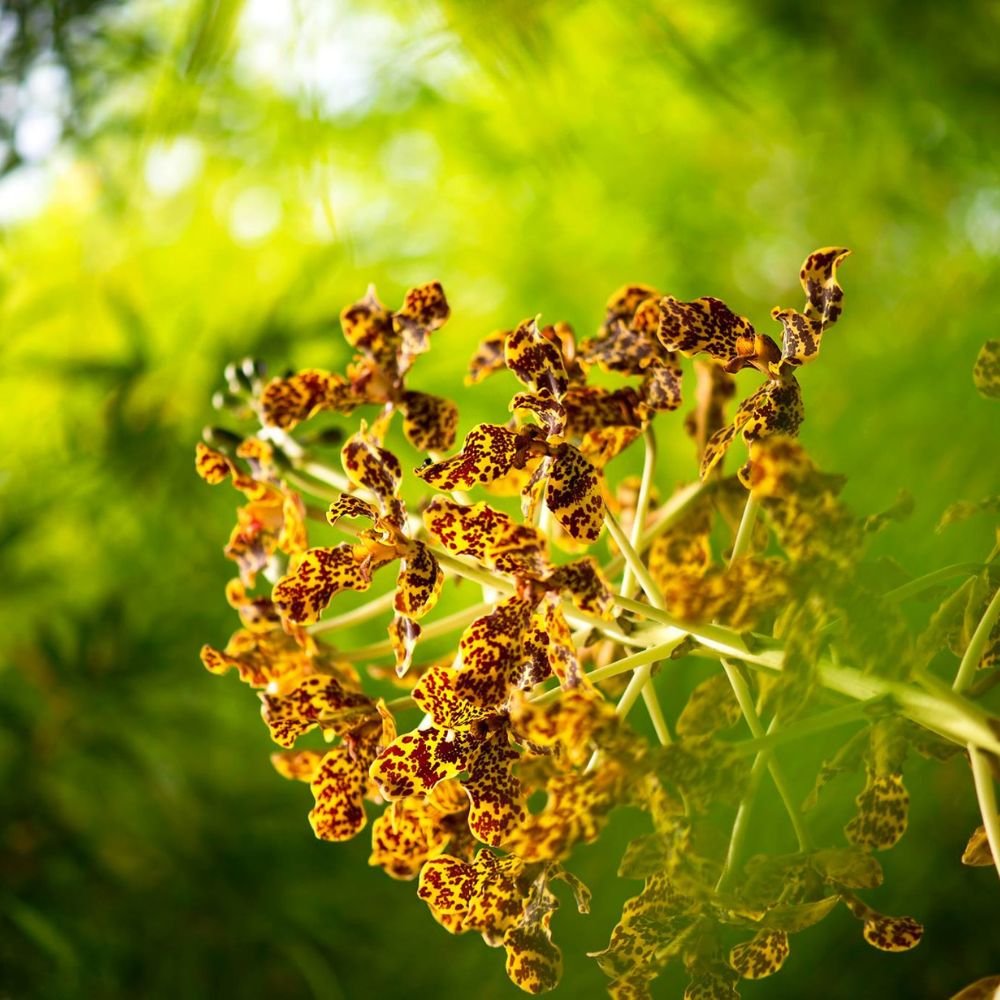 Grammatophyllum Brown Orchid - Image 4