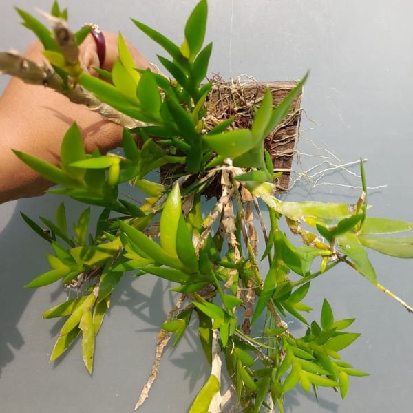 Dendrobium anceps - Image 3