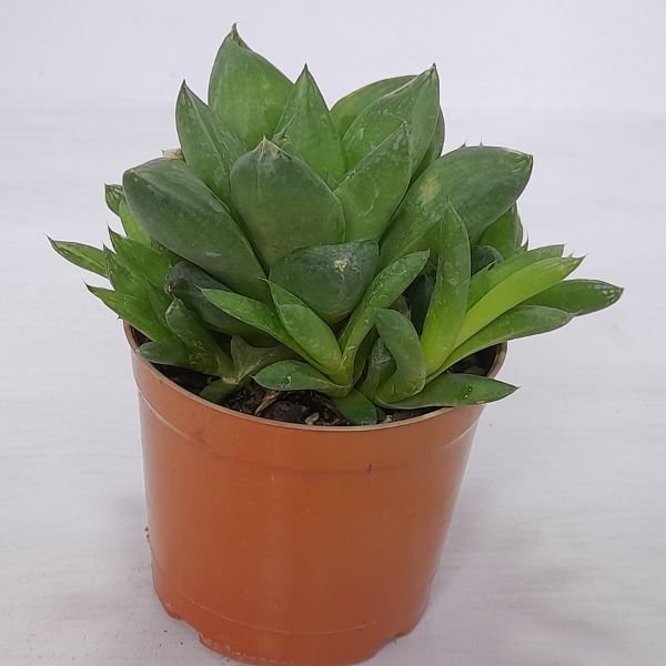 Image of Succulent Plant