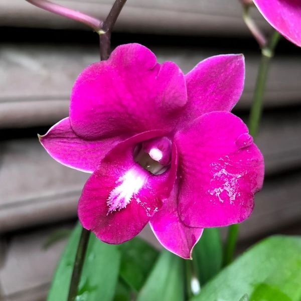 Image of Phalaenopsis Daybreak