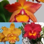 Image of Red Orange Golden Cattleya Orchid Combo