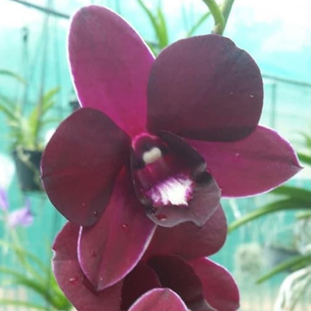 Dendrobium Red Dragon Orchid - Image 3