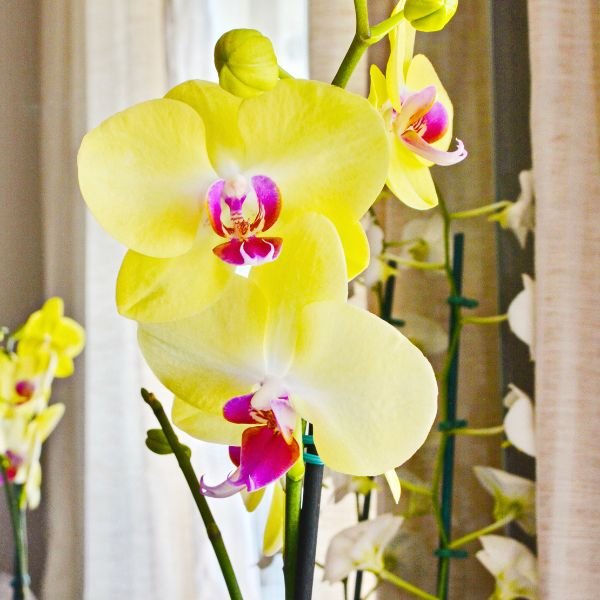 Image of Phalaenopsis Miraflore Orchid