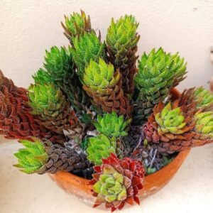 Image of Haworthia Coarctata
