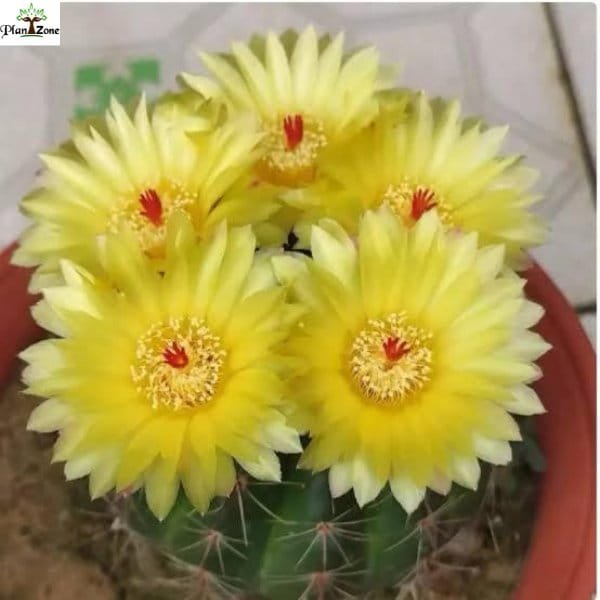 Image of Indiana Head Cactus (Parodia ottonis)