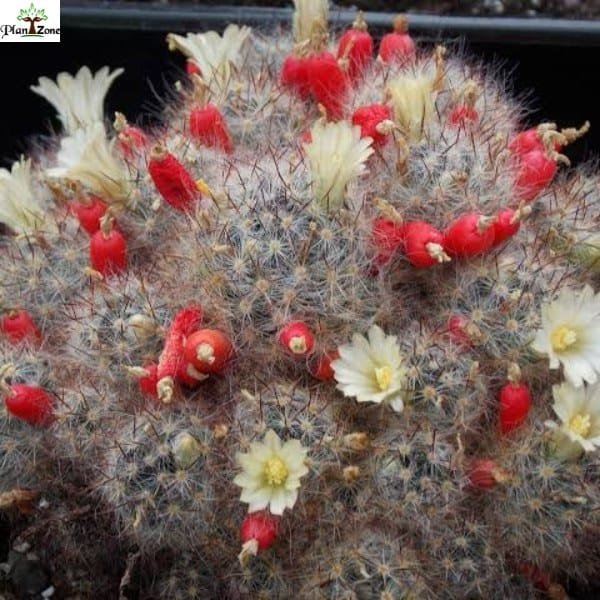 Image of Mammillaria Prolifera Black Spine Cactus