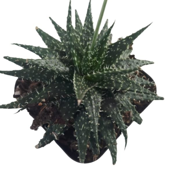 Aloe Aristata - Image 2