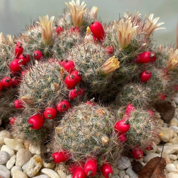 Mammillaria Prolifera cactus - Image 5