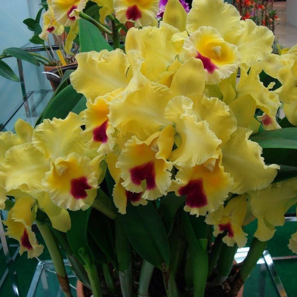 Cattleya Goldenzelle Lemon Chiffon Orchid - Image 3