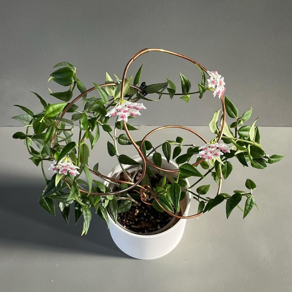 Hoya Bella - Image 2