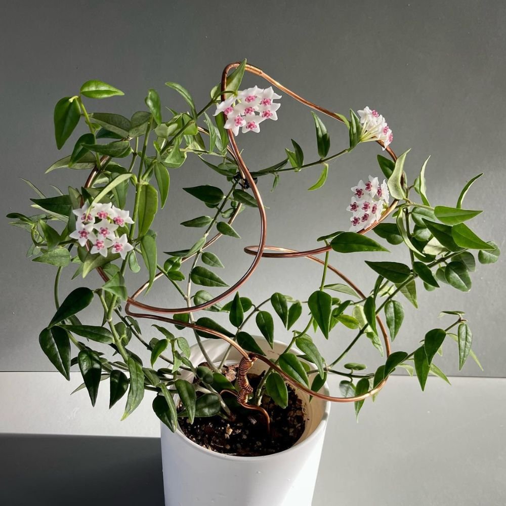 Hoya Bella - Image 4