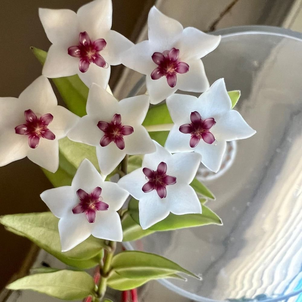 Hoya Bella