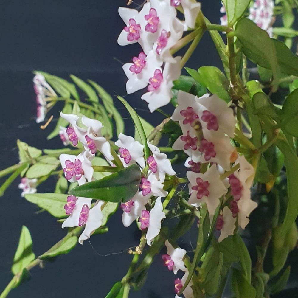 Hoya Bella - Image 3