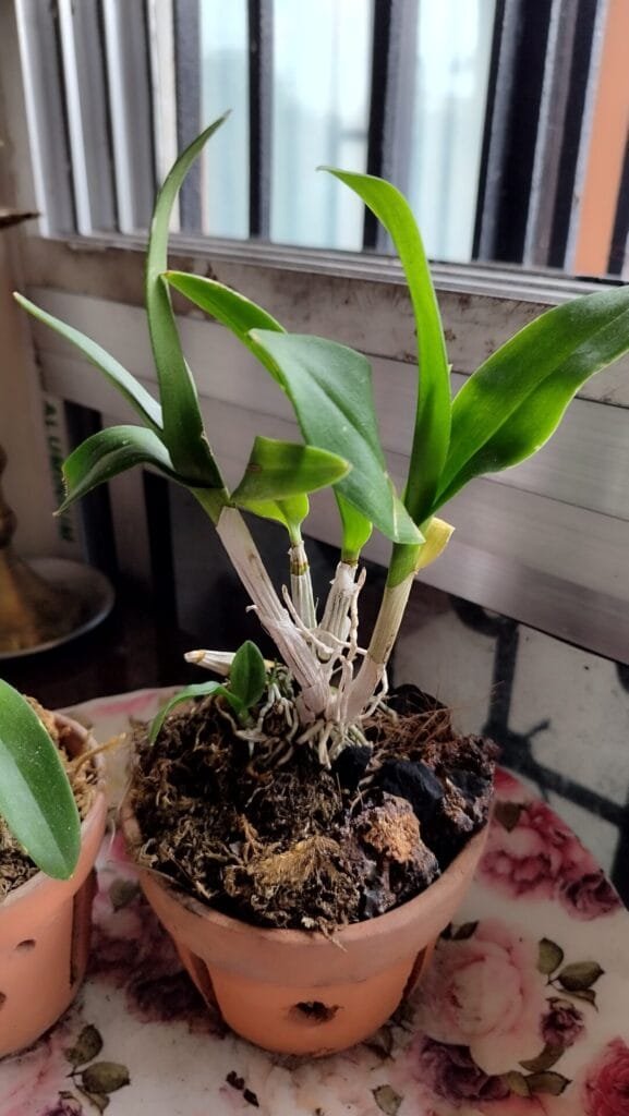 Image #1 from Arina Burke