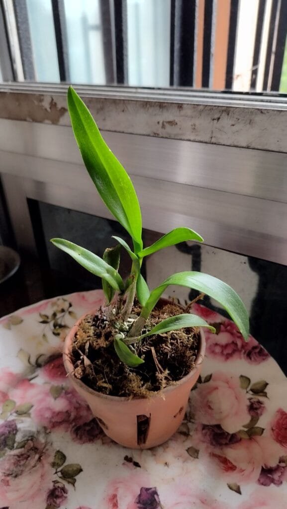 Image #2 from Arina Burke