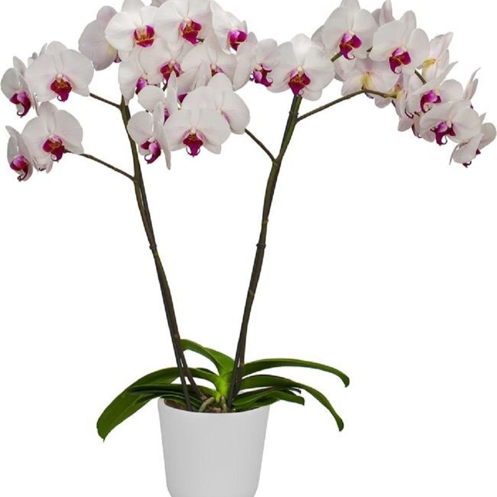 Phalaenopsis Splendid Orchid - Image 3