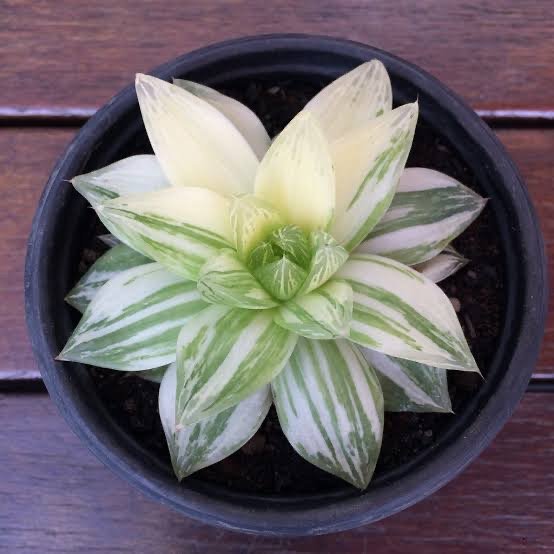 Haworthia Planifolia Verigated